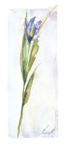 “Iris Beauty” Original Watercolor Painting